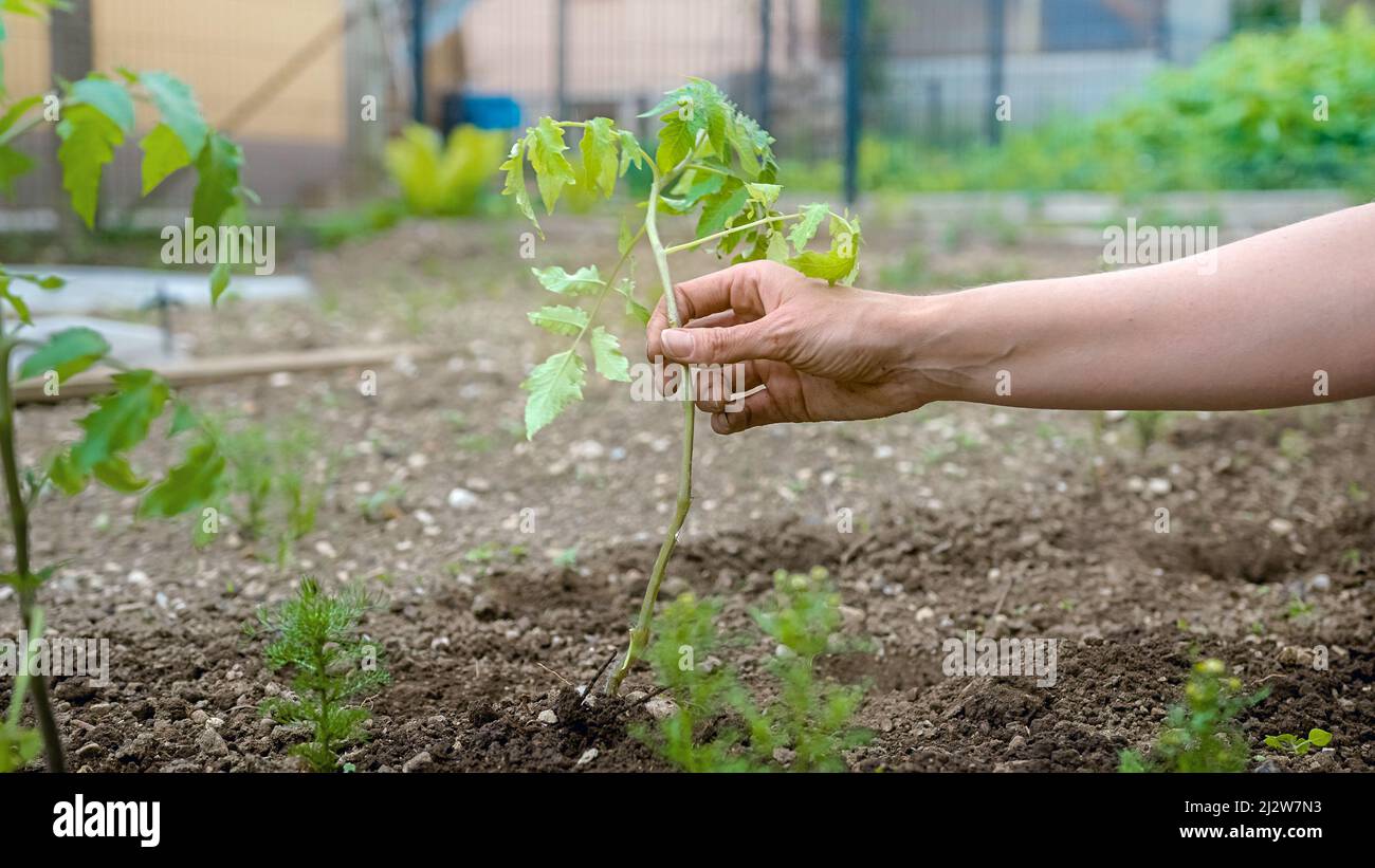 Kaukasische weibliche Hände, die einen einzigen Einsatz setzen, um frisch gepflanzten, schiefen Sämling zu unterstützen Stockfoto