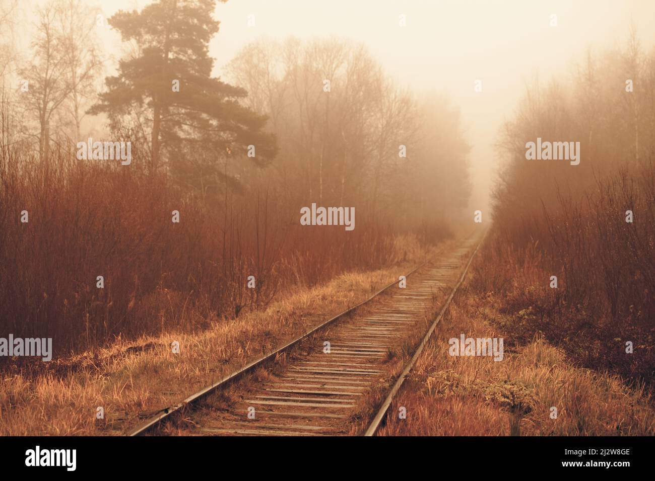 Leere Eisenbahn fährt am Herbstmorgen durch einen nebligen Wald Stockfoto