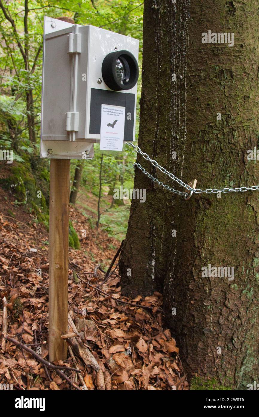 Deutschland - in den Wäldern der Eifel bei Trier verfügt ein Batcorder in einer Forstbox über einen Ultraschalldetektor, um das Rauschen oder die Geräusche von Fledermäusen zu registrieren Stockfoto