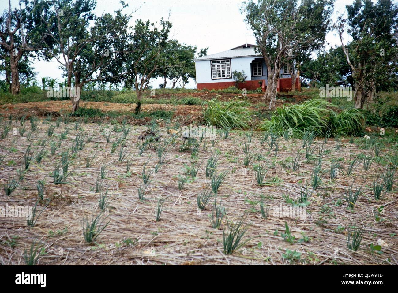 Frühlingszwiebeln Ernte genannt Escallion wächst in kleinen Feld außerhalb ländlichen Haus, Jamaika 1970 Stockfoto