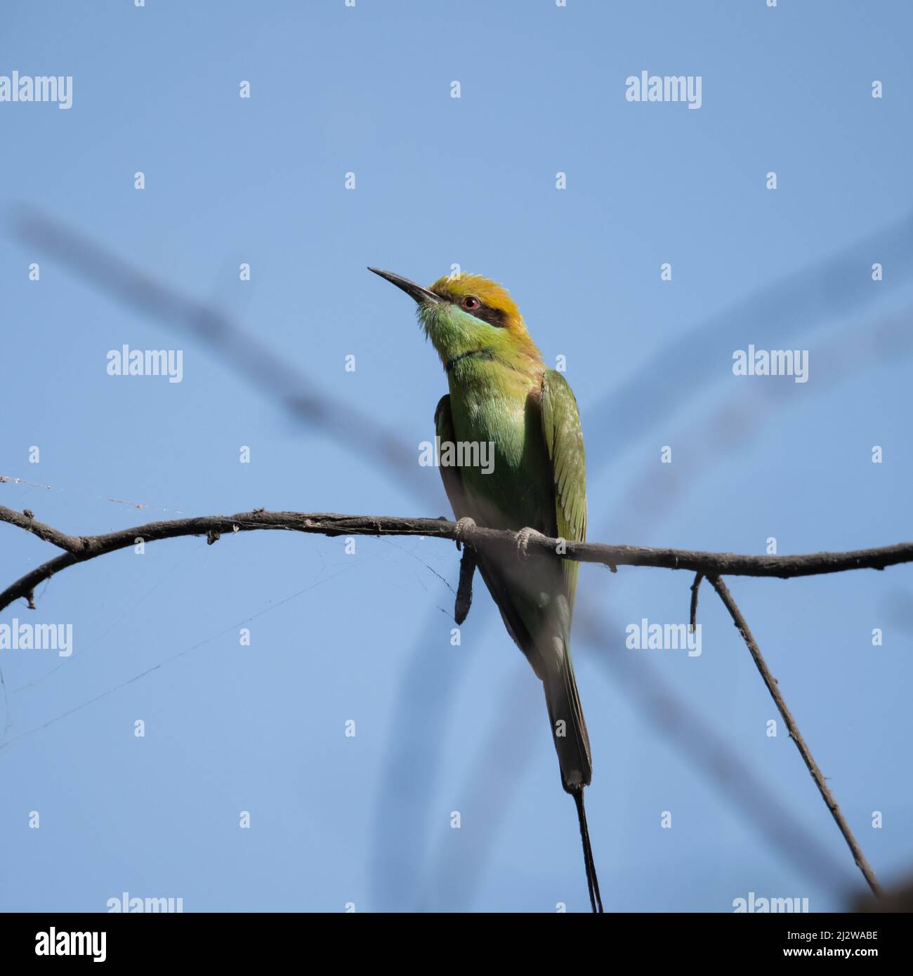 Bienenfresser sitzen auf einem Ast und genießen etwas Sonnenlicht Stockfoto