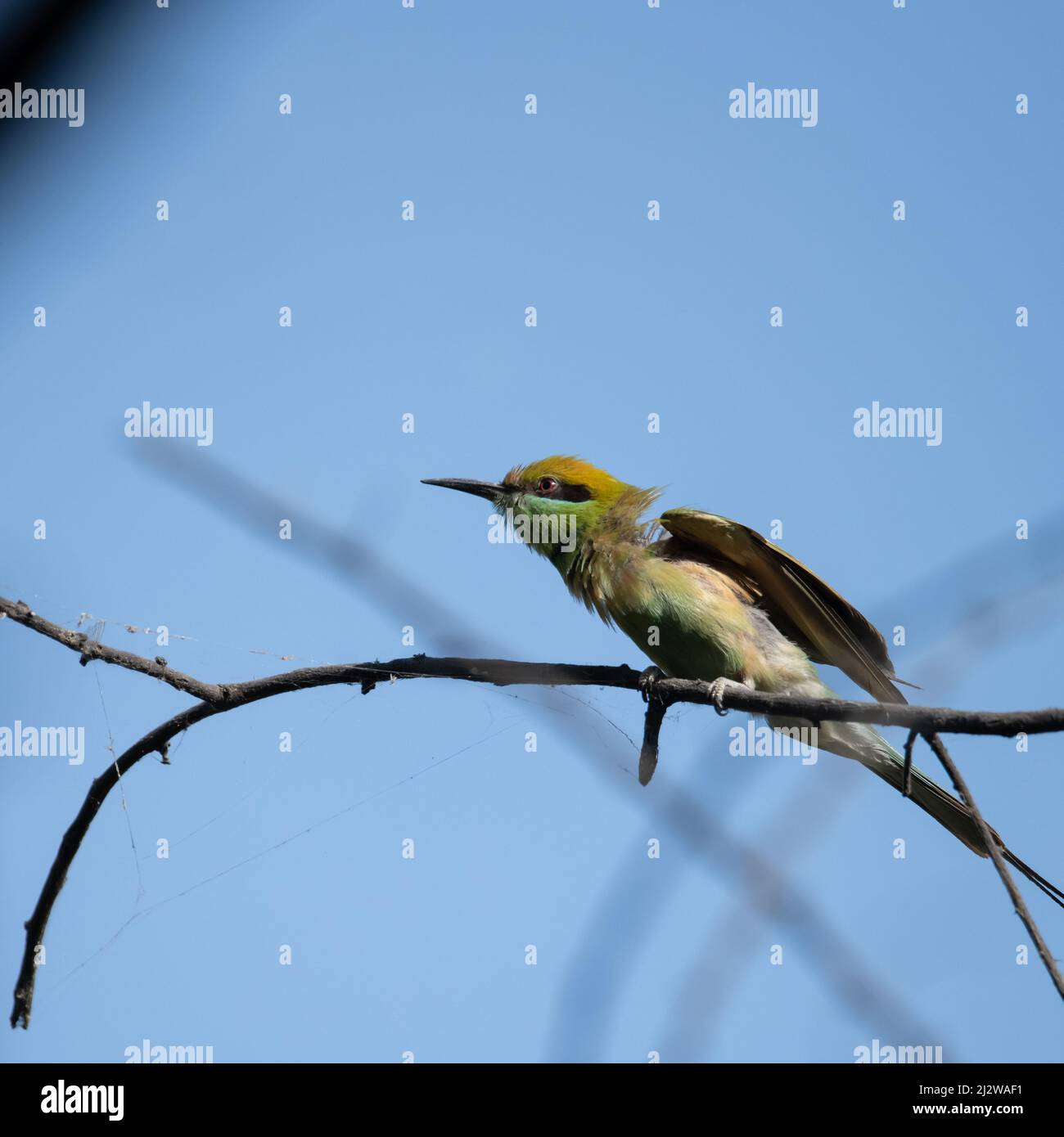 Bienenfresser sitzen auf einem Ast und genießen etwas Sonnenlicht Stockfoto