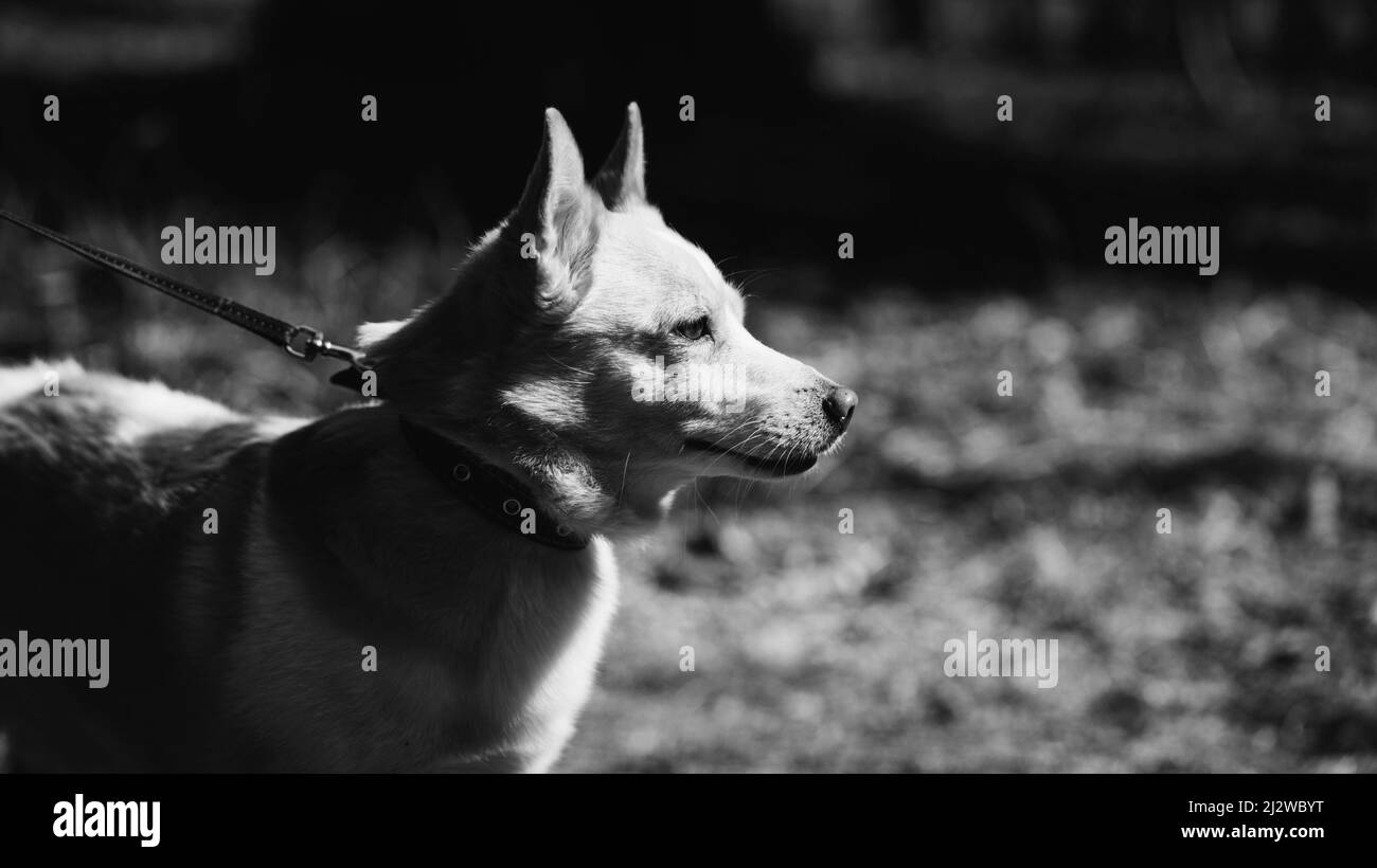 Porträt eines Hundes an der Leine im Wald Stockfoto