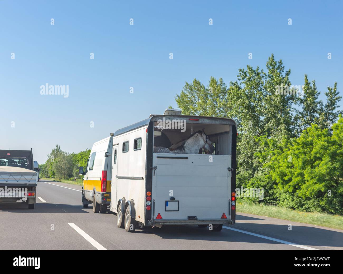 Pferdekiste im europäischen Stil mit Pferden, die im Minibus auf der ungarischen Straße gezogen werden. Pferdeanhänger auf der Autobahn. Stockfoto