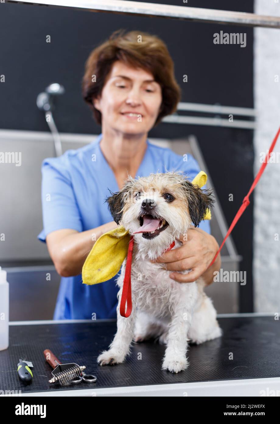 Bichon havanese während des Frottierens im Salon Stockfoto