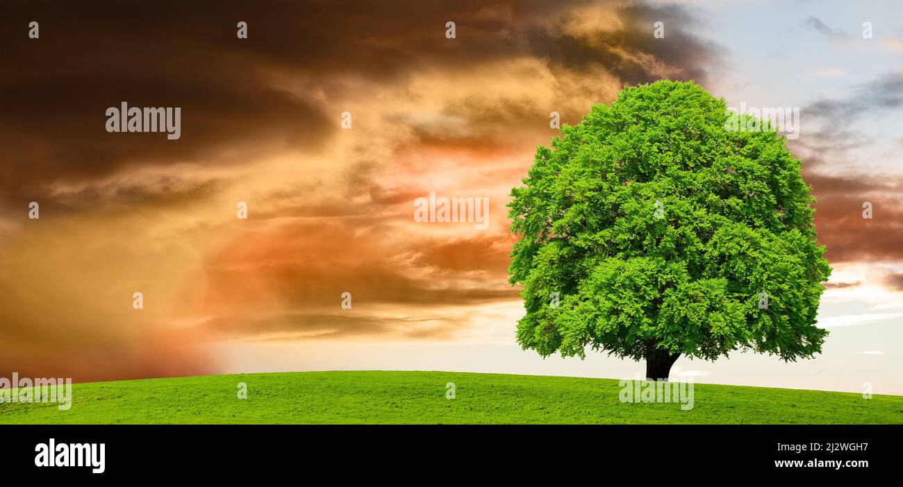 Einzelner Baum im Frühling auf der Wiese Stockfoto