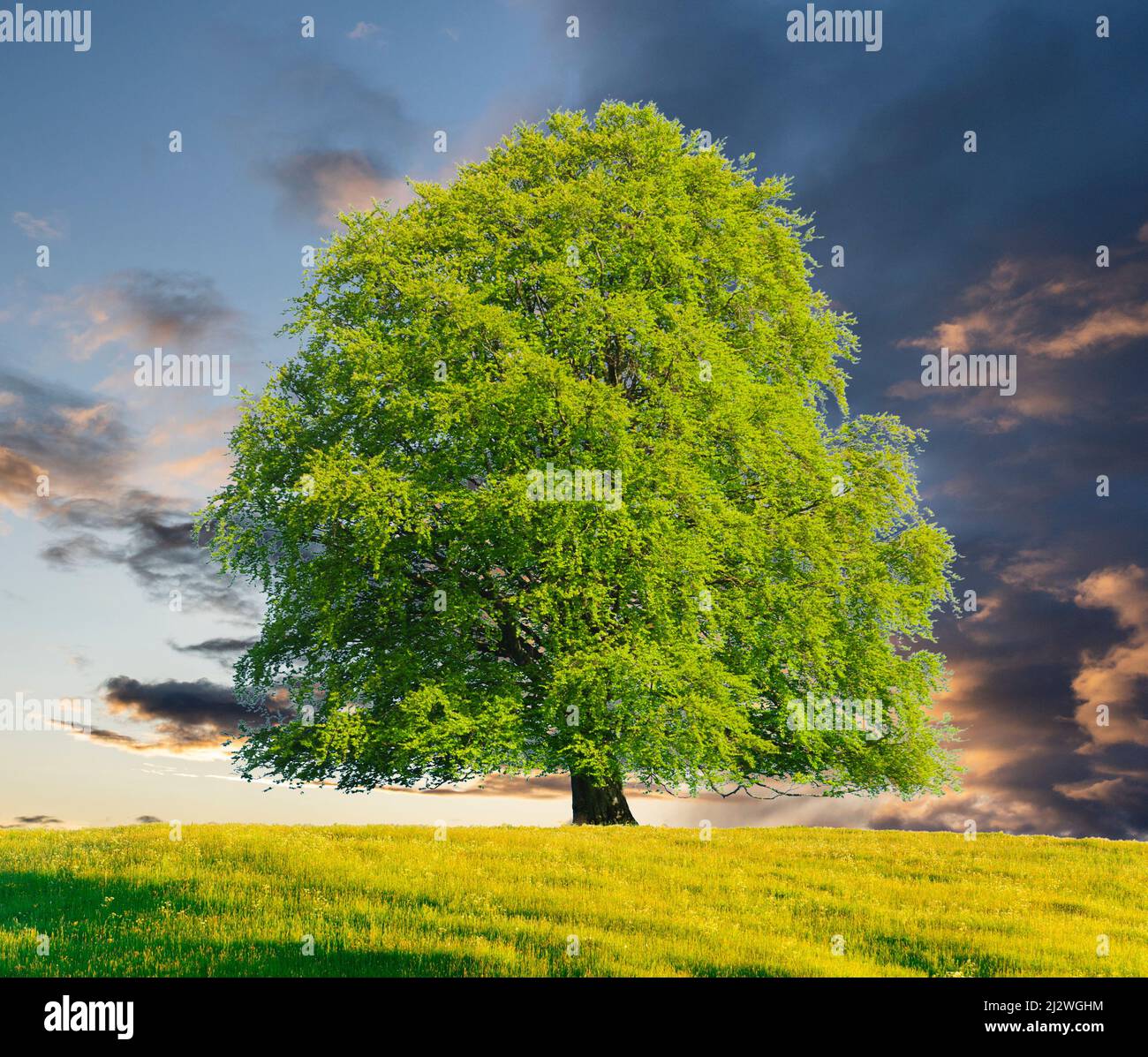 Einzelner Baum im Frühling auf der Wiese Stockfoto