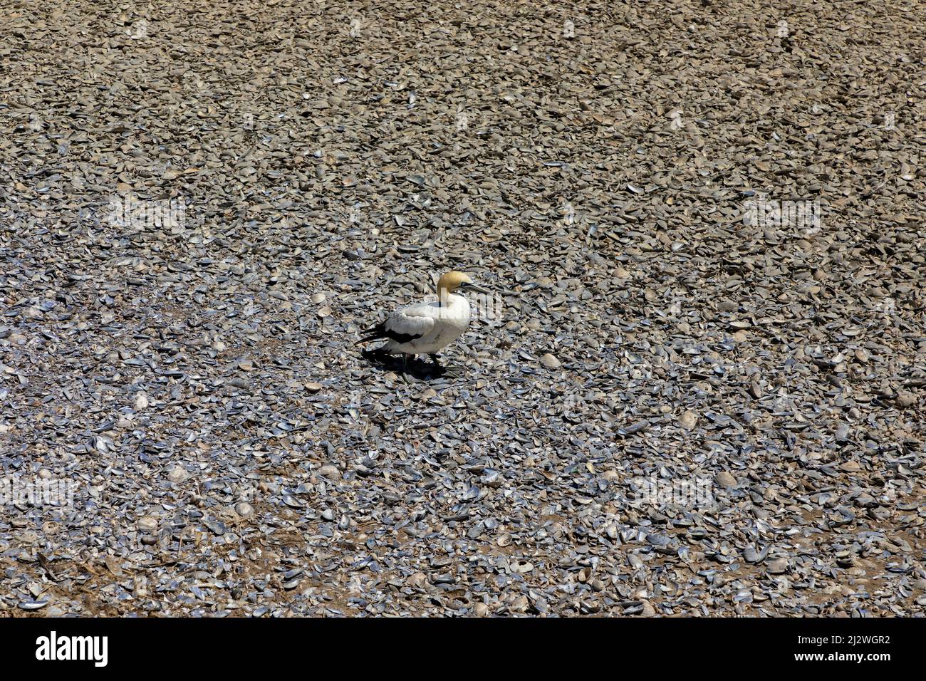 Single Cape Gannet steht auf gebrochenen Muscheln, dies ist auf Bird Island in Lamberts Bay Südafrika Stockfoto
