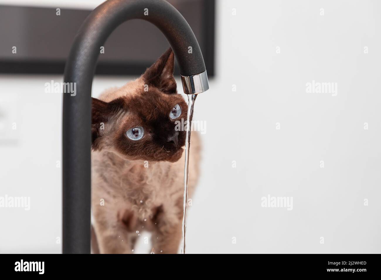 Die junge Katze Devon Rex in der Küche schaut auf einen Wasserstrahl aus einem Wasserhahn (Selective Focus) Stockfoto