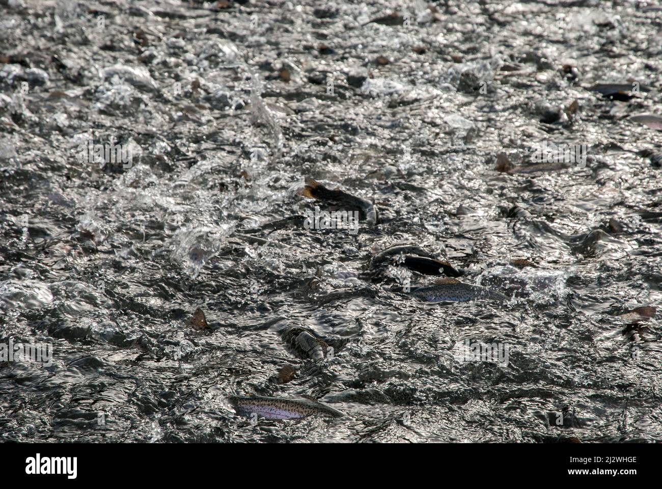 Fütterung von Forellen in der Fischfarm aus der Nähe in Süßwasser Stockfoto
