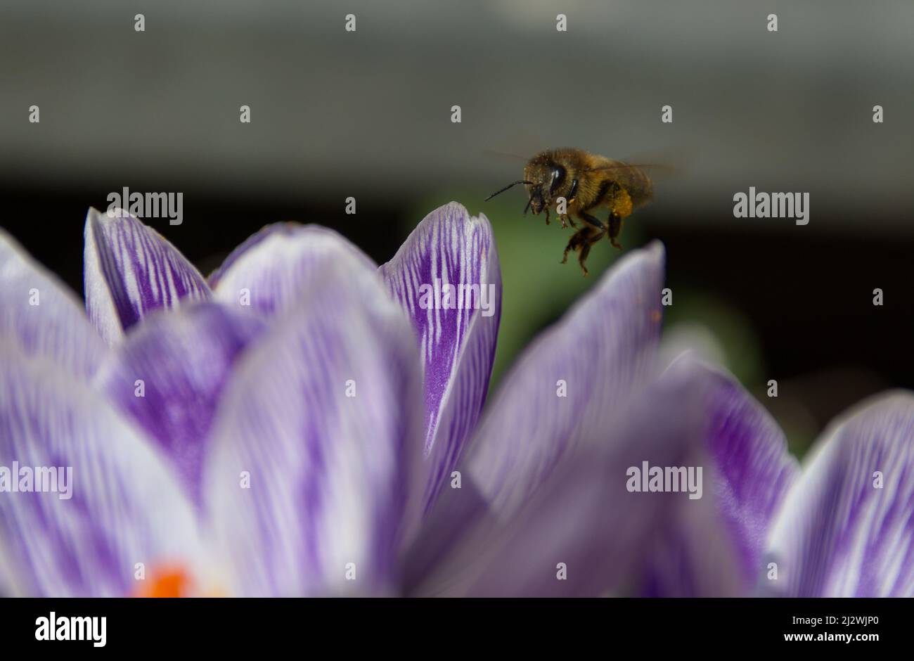 Makrofotografie von Blumen Stockfoto
