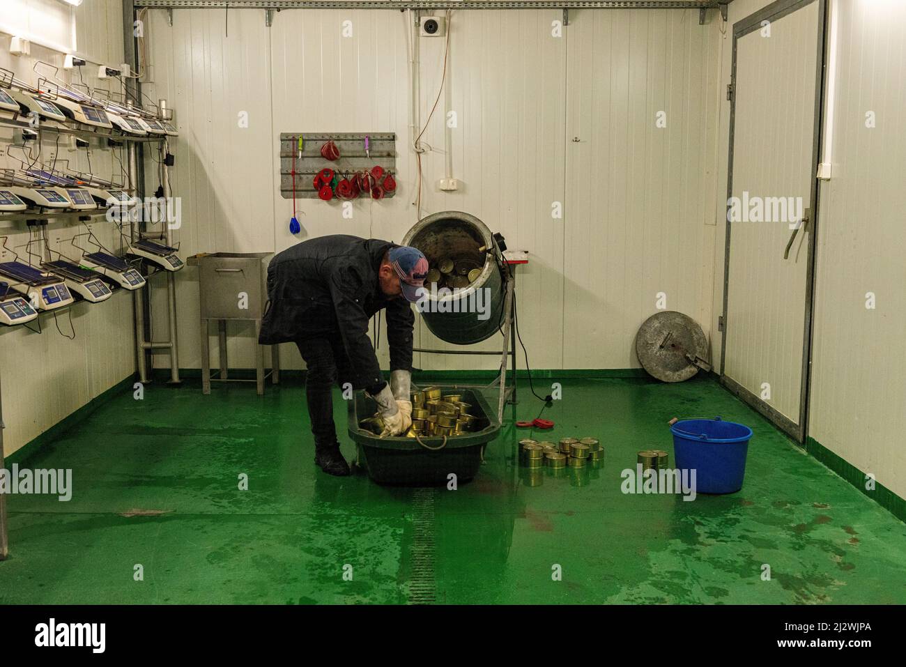 Sawice - Bronisze, Polen. Hart arbeitender Angestellter einer ländlichen Pilzfarm, der eine Ladung Fleischkonserven in einem der Verarbeitungsbereiche der Farm anfertigte. Stockfoto