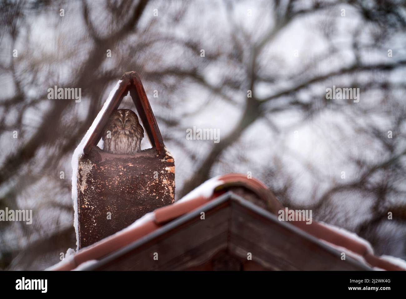 Waldkauzen, Strix aluco, sitzen im Kamin auf dem Dach. Vogel in der Stadt Lebensraum, städtische Tierwelt, Silen, Eadtern Rhodopen in Bulgarien. Europa will Stockfoto