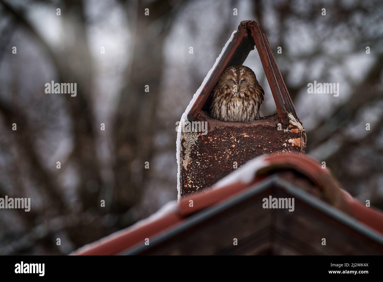 Eule - urbane Tierwelt. Waldkauzen, Strix aluco, sitzen im Kamin auf dem Dach. Vogel in der Stadt Lebensraum, städtische Tierwelt, Silen, Eadtern Rhodopen i Stockfoto