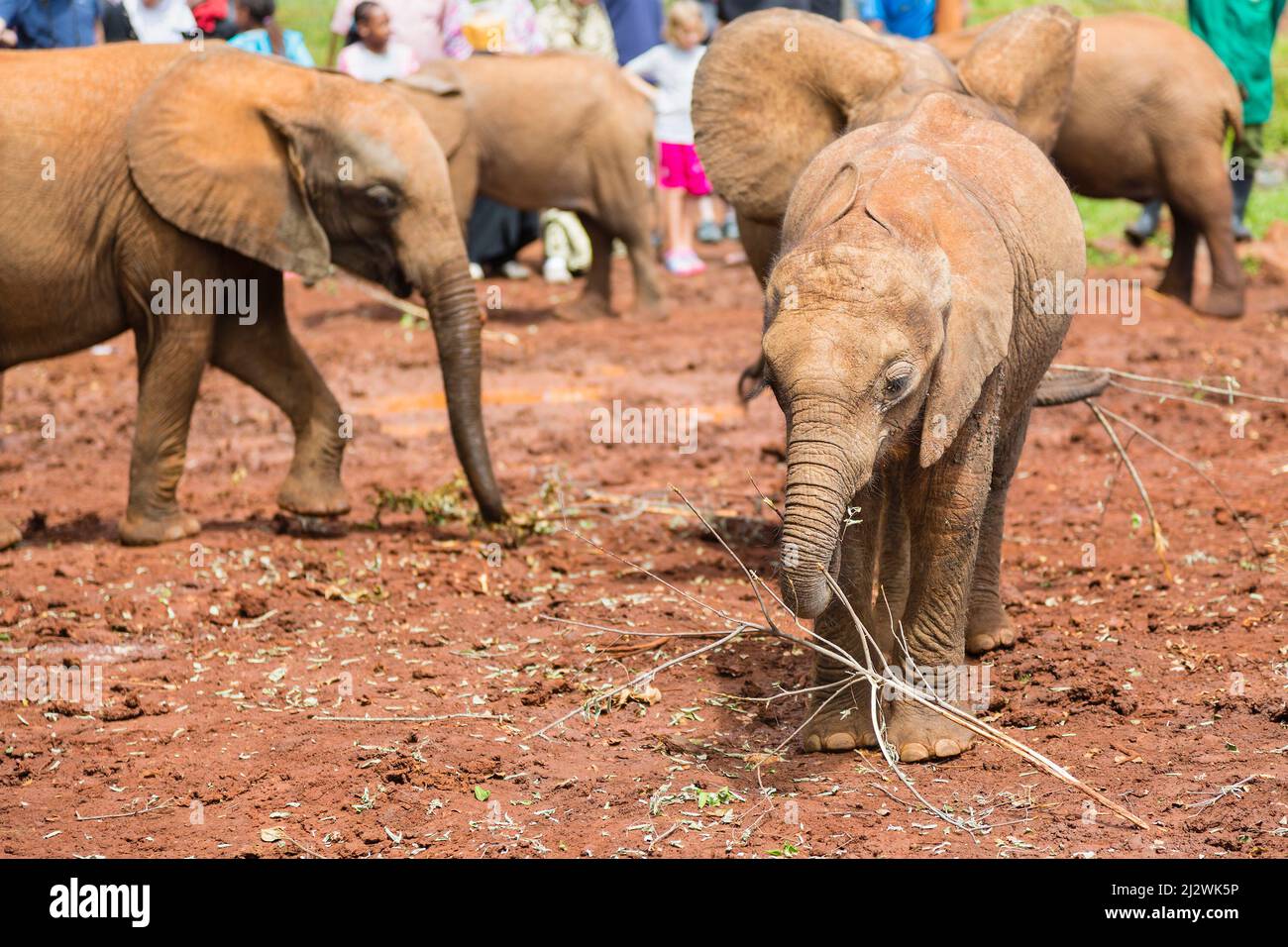Baby Elefanten Elefanten Waisenhaus in Nairobi, Kenia. Stockfoto