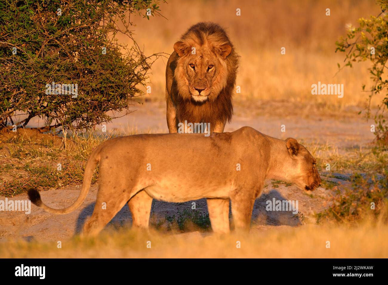 Afrikanischer Löwe, männlich. Botswanische Tierwelt. Löwe, detailreiche Porträtaufnahmen. Tier im Feuer verbrannten Ort, Löwengras gehen im Wind, Savuti, Chobe NP in Bo Stockfoto