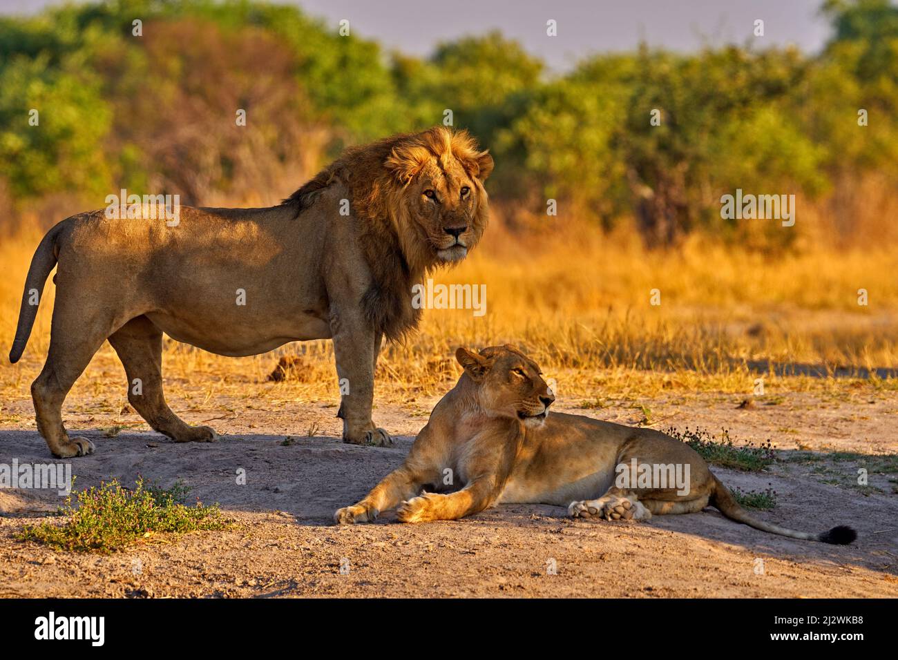 Afrikanischer Löwe, männlich. Botswanische Tierwelt. Löwe, detailreiche Porträtaufnahmen. Tier im Feuer verbrannten Ort, Löwengras gehen im Wind, Savuti, Chobe NP in Bo Stockfoto