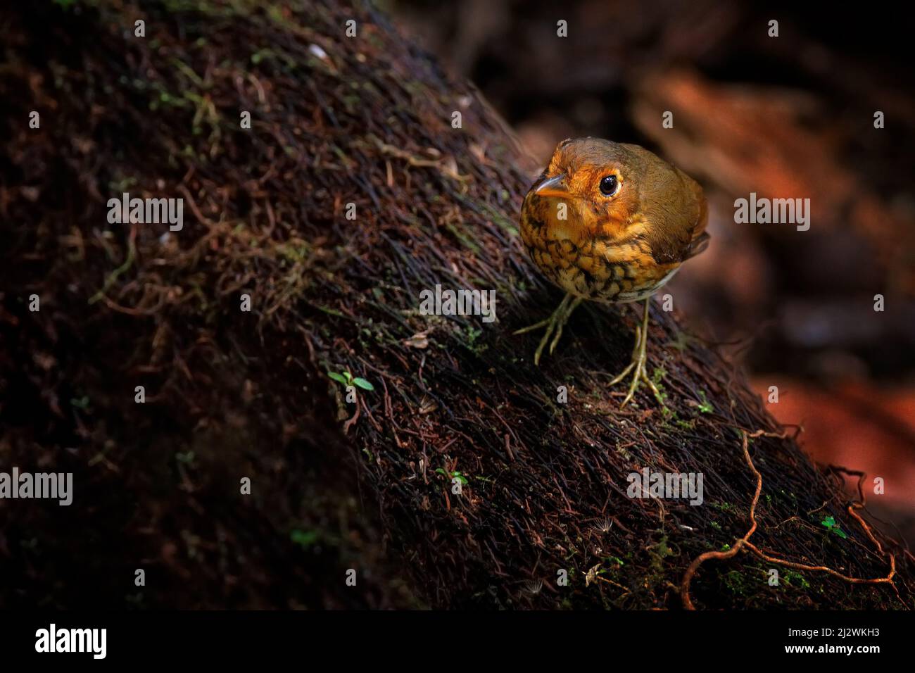 Ockerreihige Ameisenpitta, Grallaricula flavirostris, Vogelfamilie Grallariidae, aus Kolumbien, Ecuador und dem hohen Norden Perus. Antpitta in der Natur tro Stockfoto