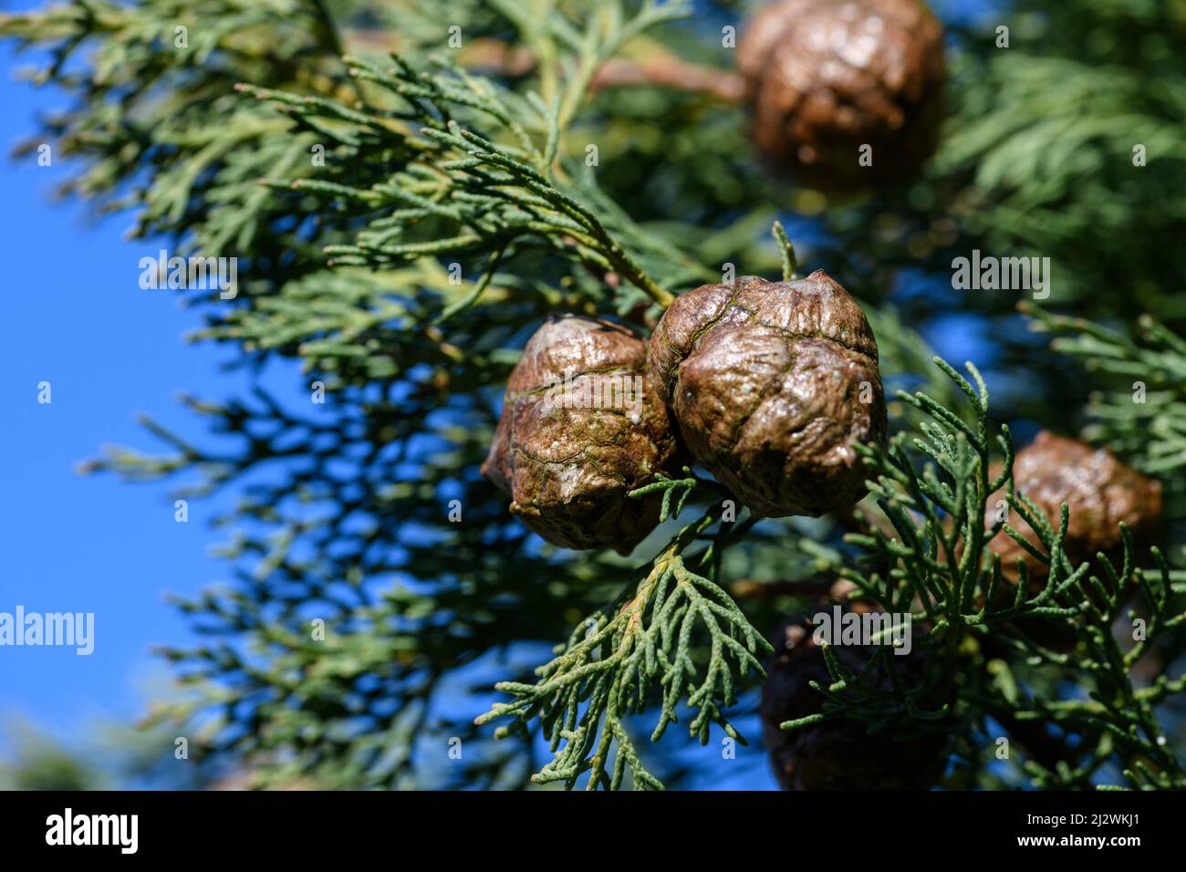 Italienische Zypresse (Cupressus sempervirens), die Kegel Stockfoto
