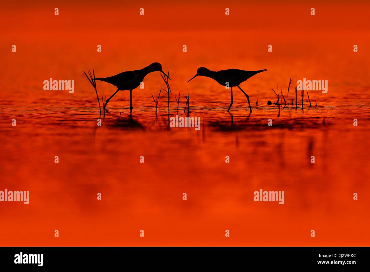 Sonnenuntergang mit rotem Vogel. Schwarz-geflügelte Stelze, Himantopus himantophus, schwarz-weißer Vogel mit langen roten Beinen, in der Natur Lebensraum, Wasserteich, . Wildtiere s Stockfoto