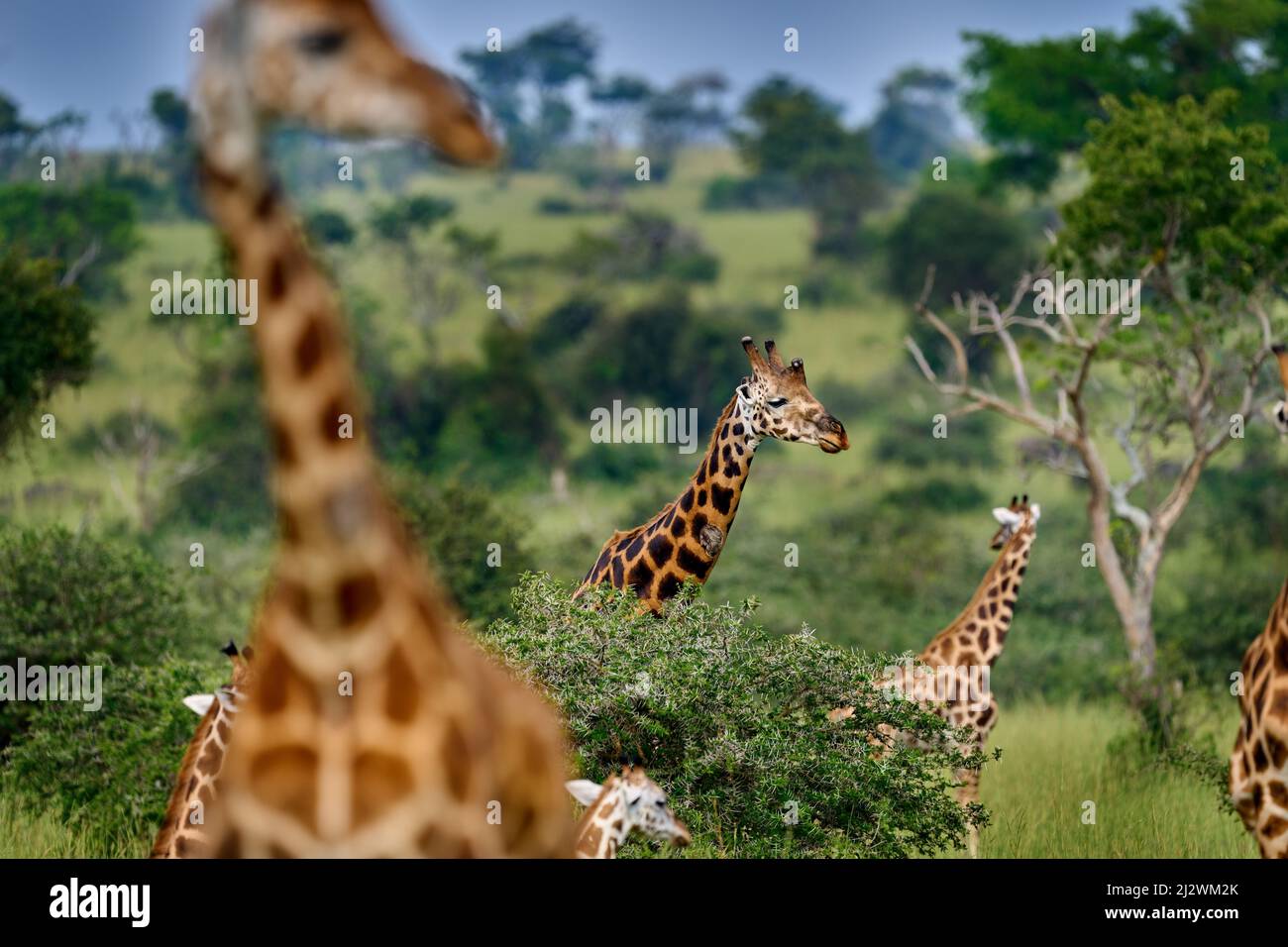 Kunstansicht auf die Natur Afrikas. Große Herde mit blauem Himmel und Wolken. Giraffe und Sonnenaufgang am Morgen. Grüne Vegetation mit Tierporträt. Wildlife-Szene aus Stockfoto