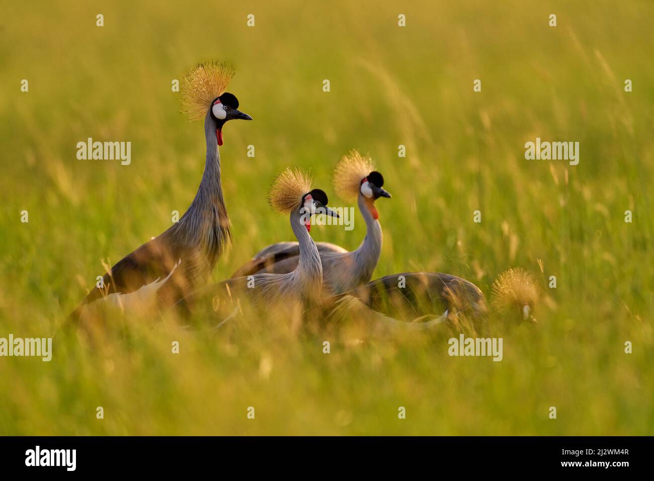 Vogeltanz. Kranichliebe. Grauer Kranich, Vogelliebe, Balearica regulorum, mit dunklem Hintergrund. Vogelkopf mit Goldwappen bei starkem Regen, Afrika, Uga Stockfoto