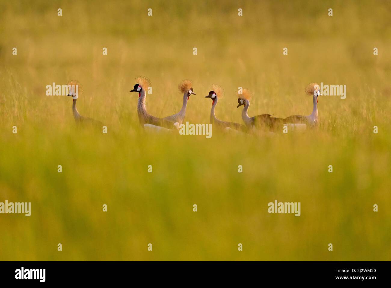 Vogeltanz. Kranichliebe. Grauer Kranich, Vogelliebe, Balearica regulorum, mit dunklem Hintergrund. Vogelkopf mit Goldwappen bei starkem Regen, Afrika, Uga Stockfoto