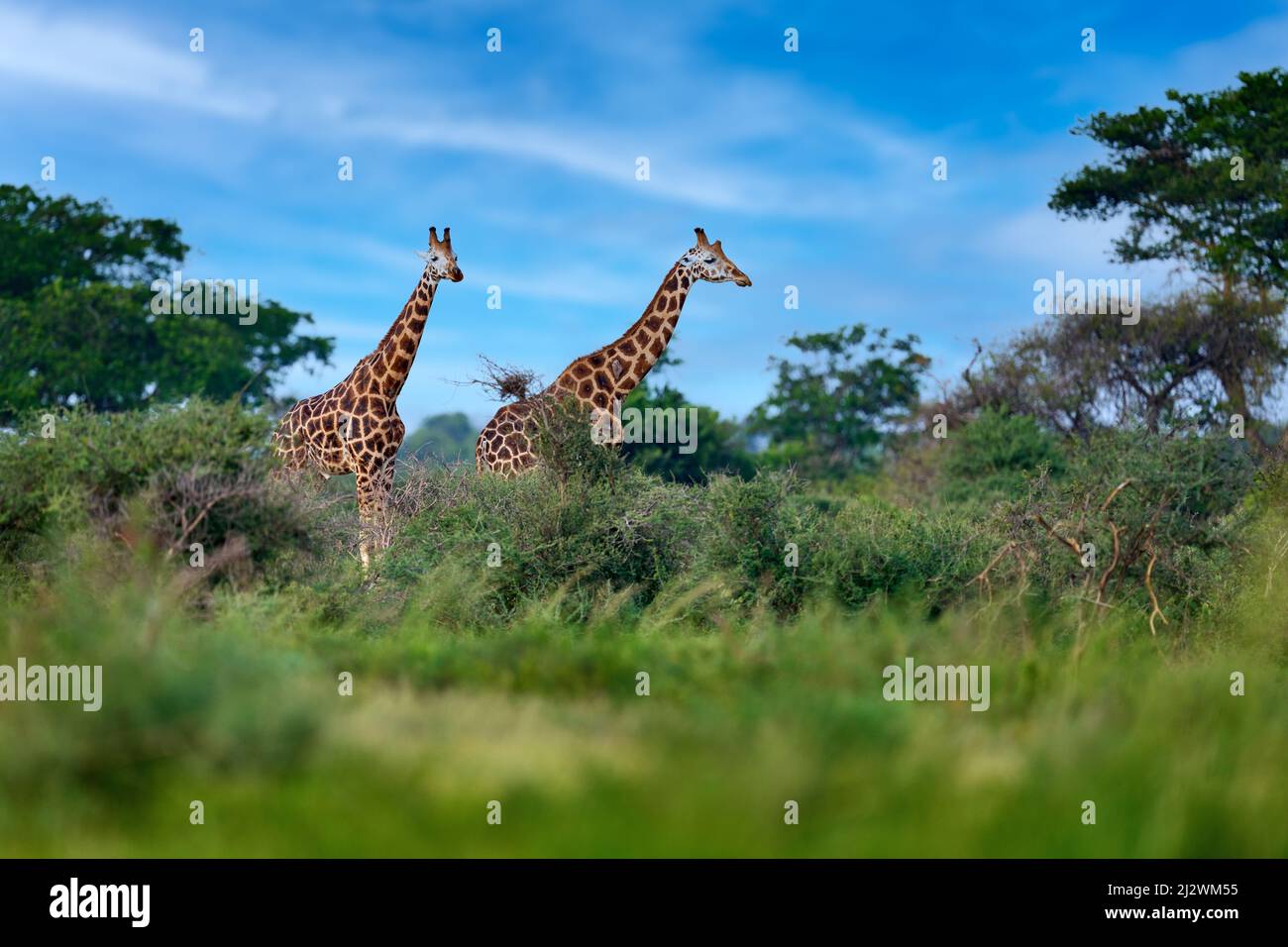 Zwei Giraffen in der grünen Vegetation mit blauem Himmel, Wildtiere Natur, Okavango, Botswana in Afrika. Stockfoto