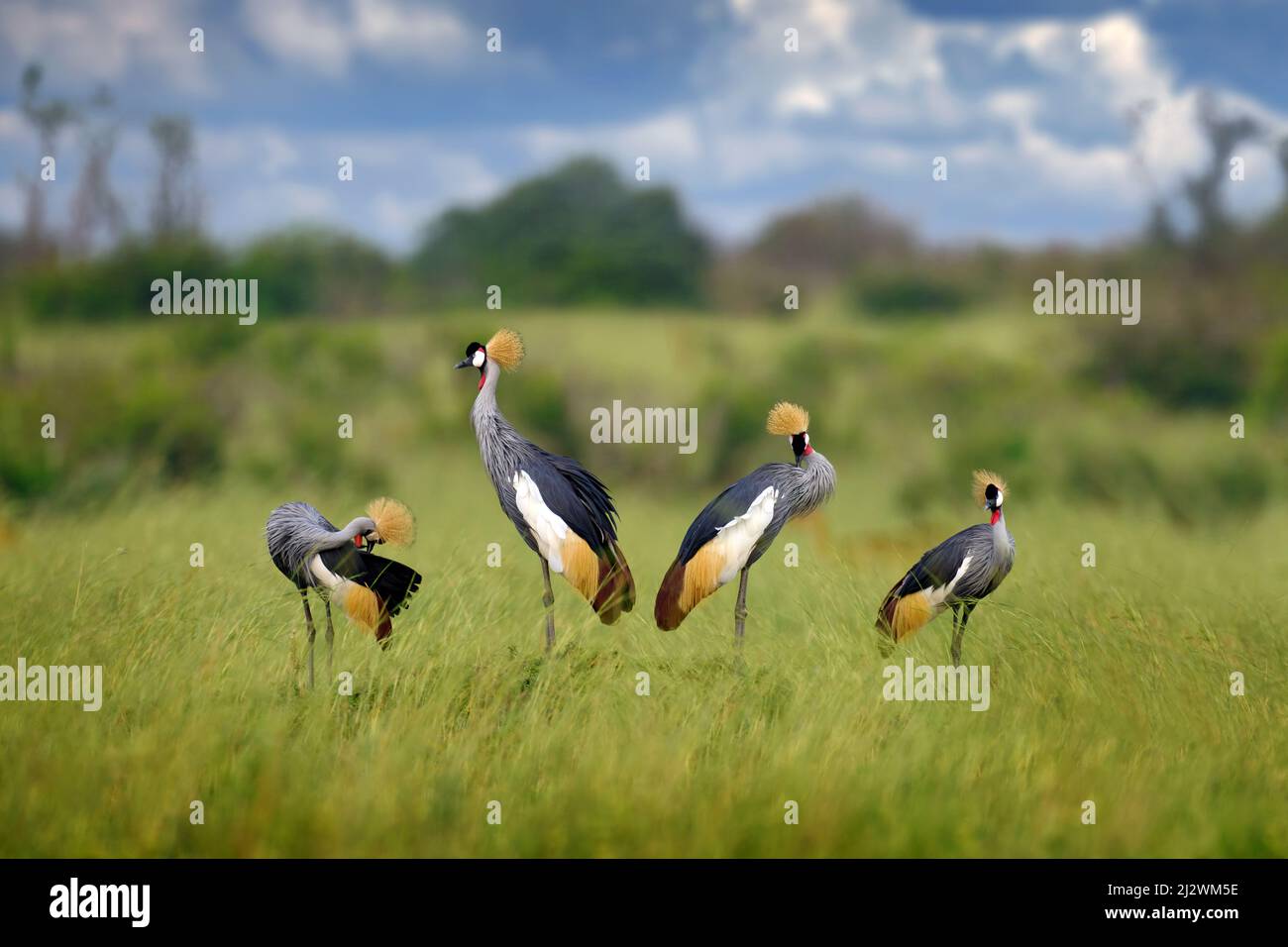 Vogeltanz. Kranichliebe. Grauer Kranich, Vogelliebe, Balearica regulorum, mit dunklem Hintergrund. Vogelkopf mit Goldwappen bei starkem Regen, Afrika, Mur Stockfoto