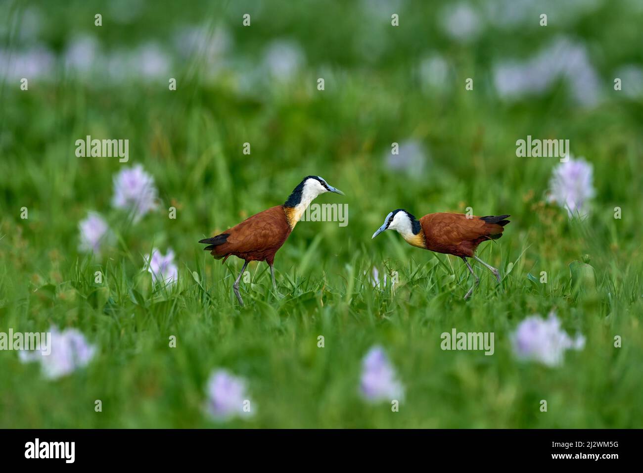 Afrikanischer Jacana, Actophilornis africana, farbenfroher afrikanischer Wattwader mit langen Zehen neben violetter Wasserhyazinthe im seichten Wasser der saisonalen Lagune Botsw Stockfoto