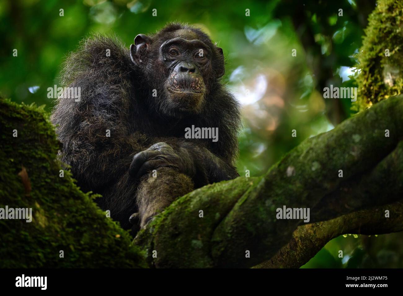 Schimpansen, Pan troglodytes, auf dem Baum im Kibale National Park, Uganda, dunkler Wald. Schwarzer Affe in der Natur, Uganda in Afrika. Schimpansen in hab Stockfoto