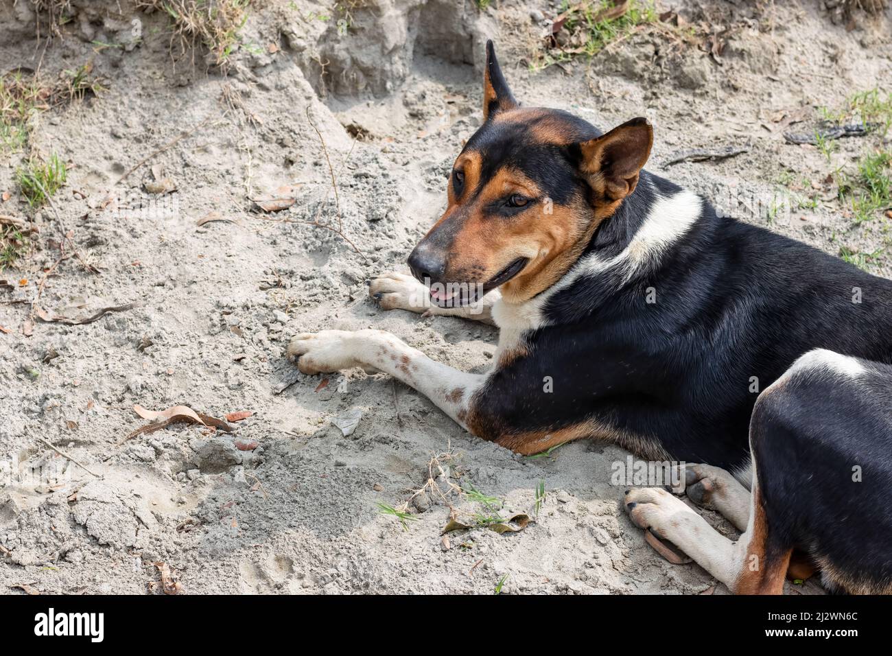 Ein Straßenhund, der auf einem sandigen Boden sitzt, Nahaufnahme mit selektivem Fokus Stockfoto