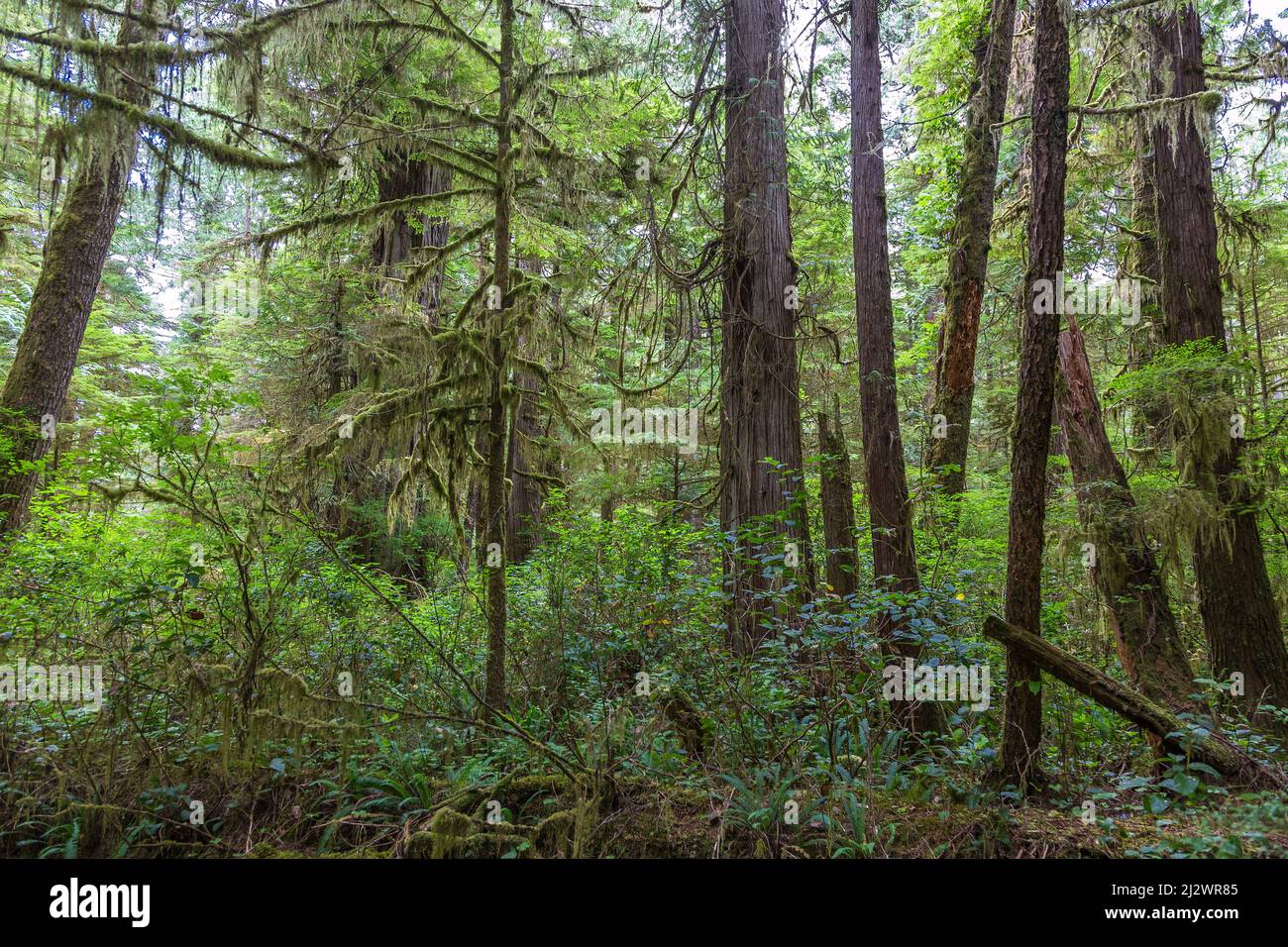 Pacific Rim National Park; Rainforest Trail Stockfoto