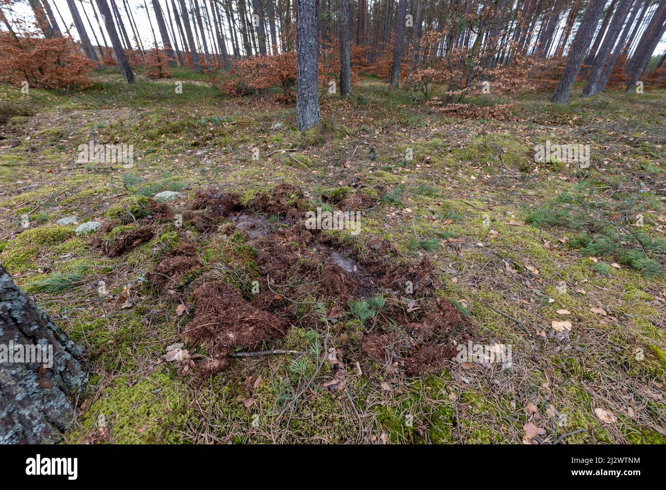 Ein kleiner Schraubstock, der in einer Modellierwerkstatt verwendet wird. Isolierter Hintergrund.q Stockfoto