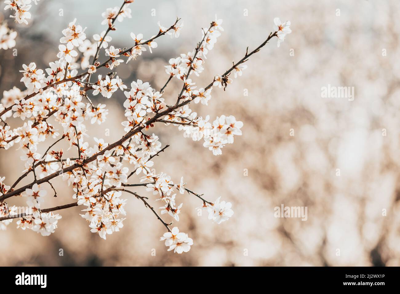 Schön blühend ein Mandelbaum Zweig im Frühjahr, Naturkonzept Stockfoto