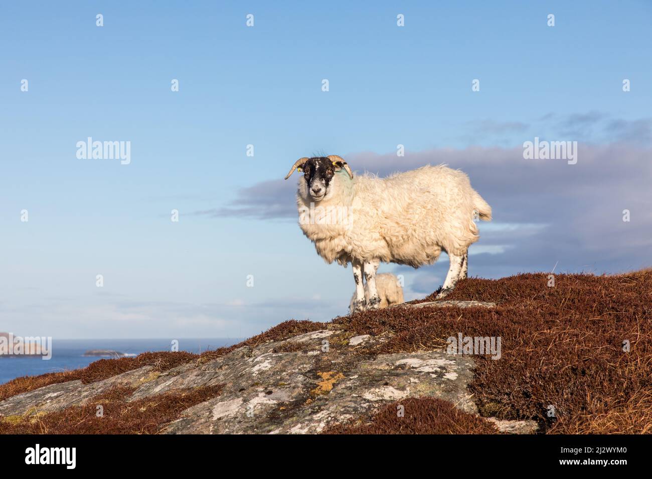 Schafe auf der Isle of Lewis, Äußere Hebriden, Schottland Großbritannien Stockfoto