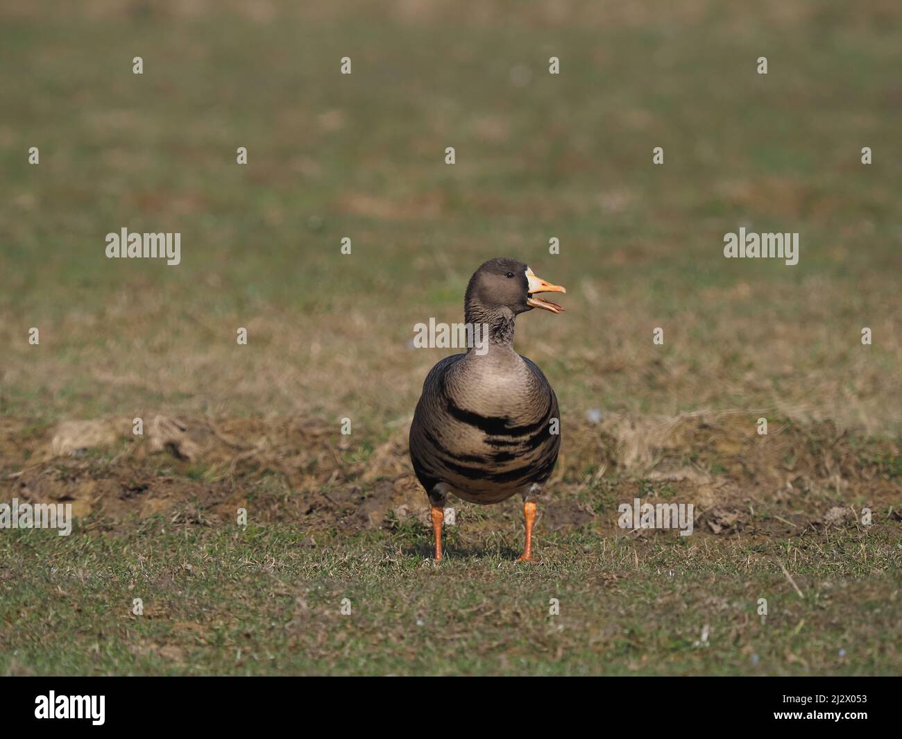 Weiße Gänse auf Islay im Frühjahr 2022, wo sie Winter, ein paar Bilder enthalten einen Hals Halsband individuell ! Stockfoto