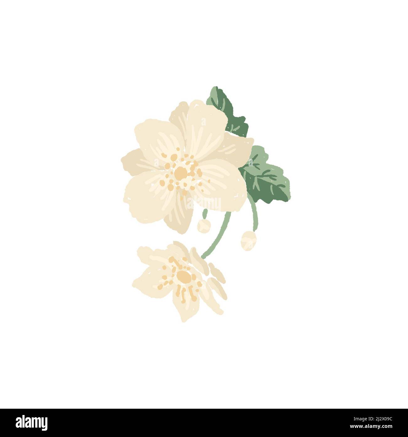 Blüten aus weißer Wildrose auf Zweig mit grünen Blättern, handgezeichnete Illustration isoliert auf Weiß Stockfoto