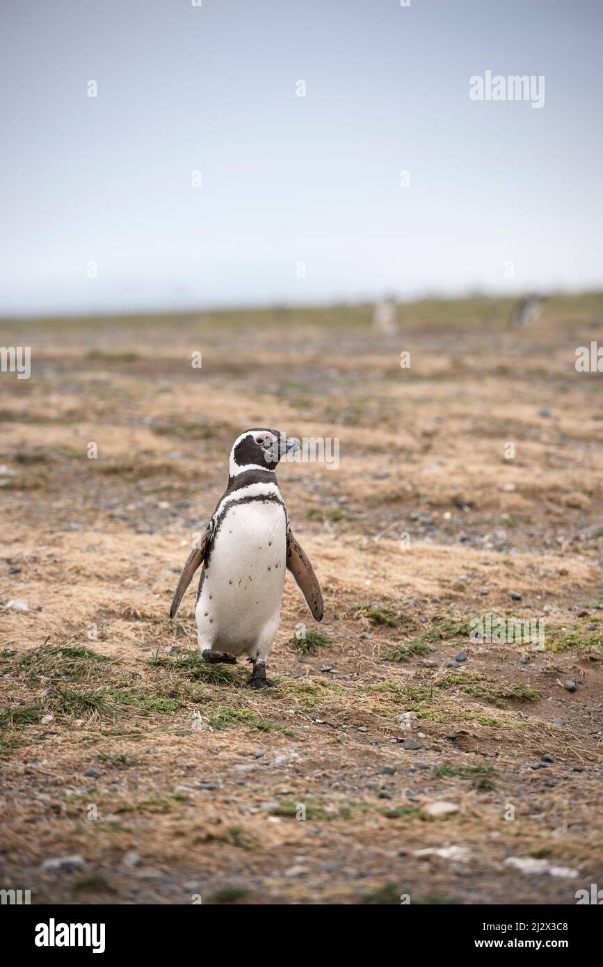 Magellanic Penguin, Isla Magdalena National Park, Punta Arenas, Patagonien, Chile, Südamerika Stockfoto