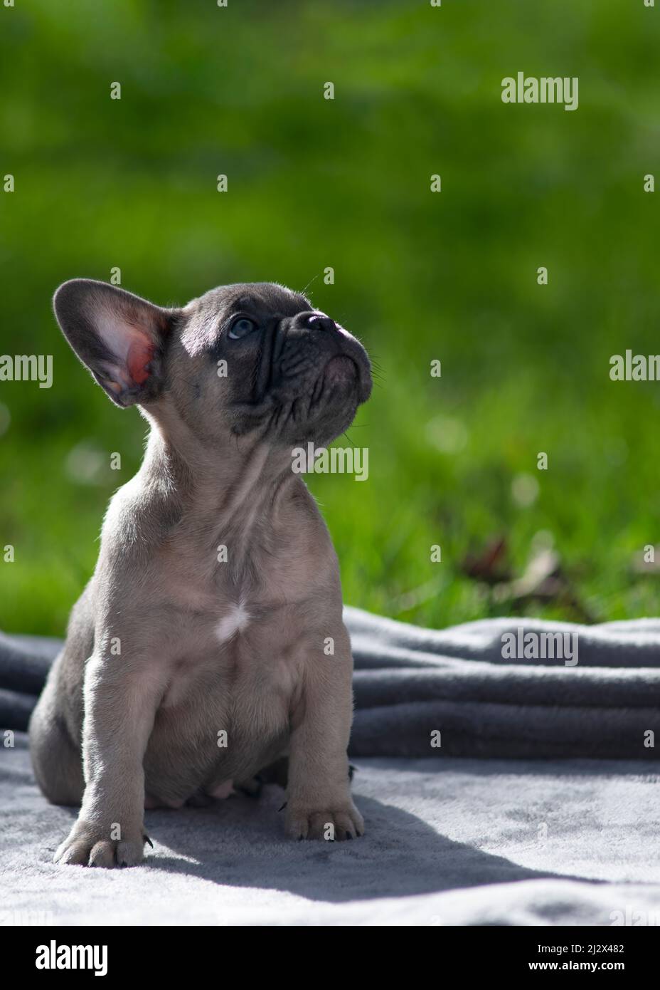 Liebenswert Französisch Bulldogge Welpen Blick in leeren Raum im Freien an einem Sommertag grün Gras Hintergrund vertikal ideal für copy space Text over Stockfoto