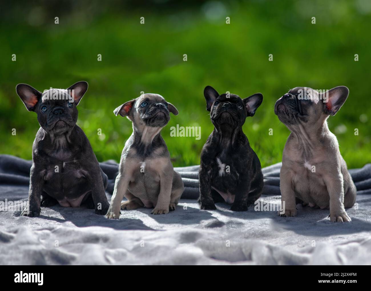 Gruppe Wurf von vier französisch Bulldogge Puppen aufgereiht Seite Blick nach oben in Kopie Raum grünes Gras verschwommen Hintergrund an einem sonnigen Sommertag ideal Stockfoto