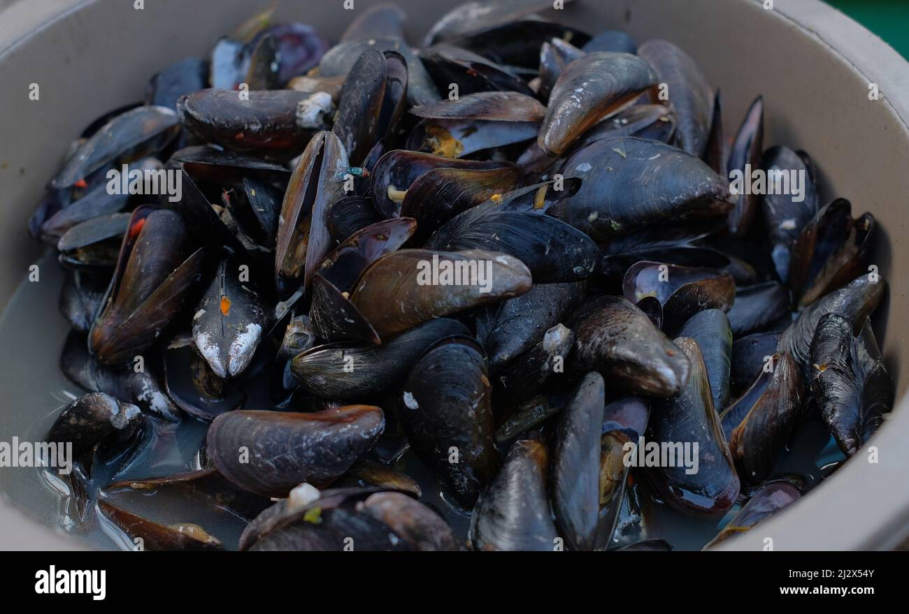 Asiatische grüne Muschel mit würziger Meeresfrüchtegerauce. Servieren von grünen Muscheln auf einem Tablett bereit zu essen. Perna viridis Stockfoto