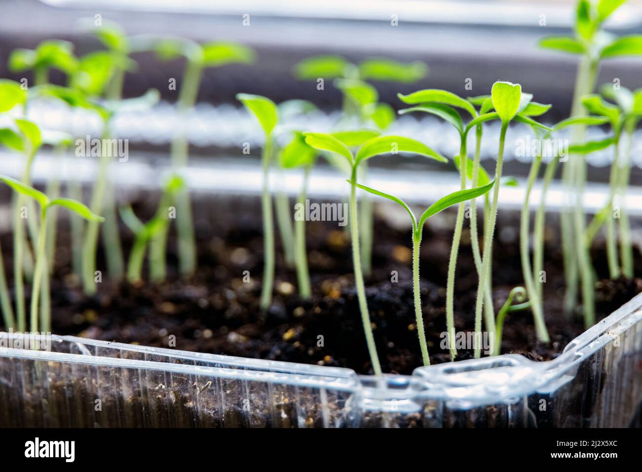Junge grüne Auberginen sprießen in einem transparenten Kunststoffbehälter. Gemüse zu Hause anbauen. Stockfoto