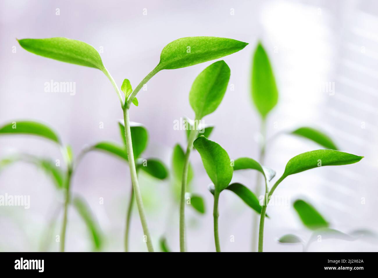 Junge grüne Auberginen-Sprossen, die zu Hause angebaut werden. Gemüse zu Hause anbauen. Stockfoto