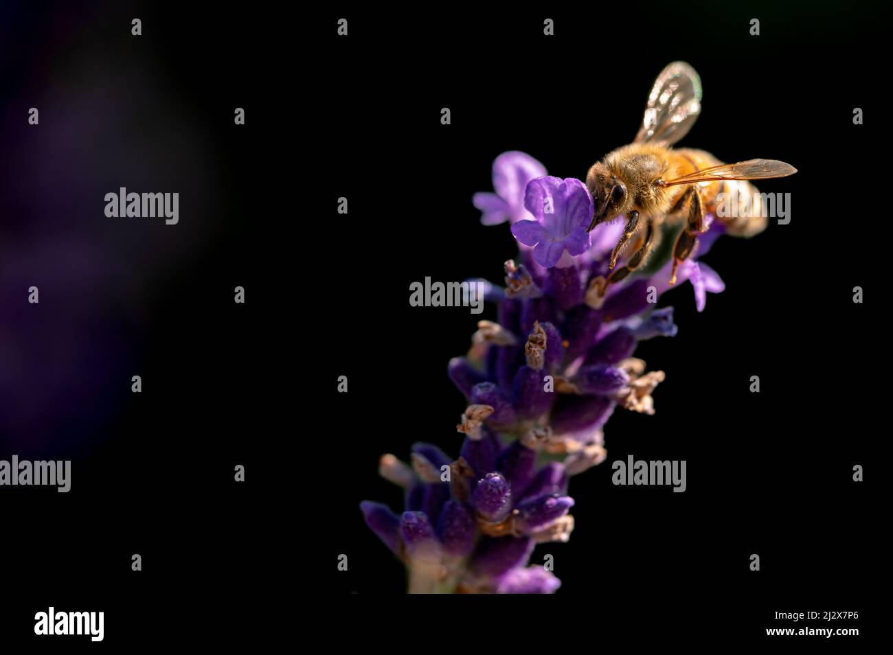 Biene auf Blume. Europäische Honigbiene auf Lavendel mit schwarzem Hintergrund. APIs mellifera in der Schweiz. Schönheit in der Natur. Stockfoto