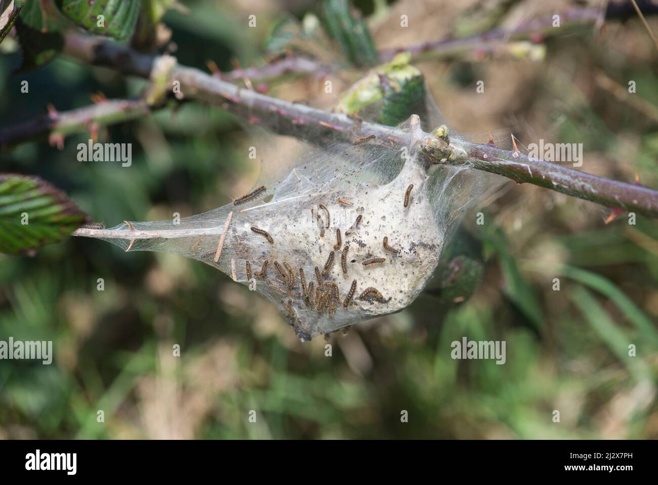 Braunschwanzmotte (Euproctis chrysorrhoe). Larvennest oder Zelt mit einer Reihe von Raupen Stockfoto