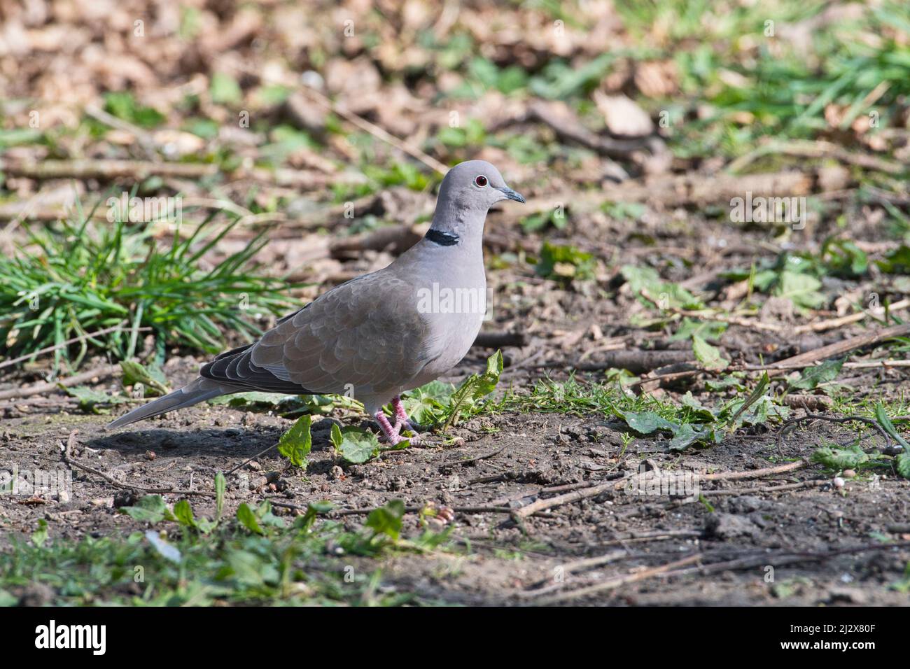 Eurasian collared dove (Streptopelia Decaocto) Stockfoto