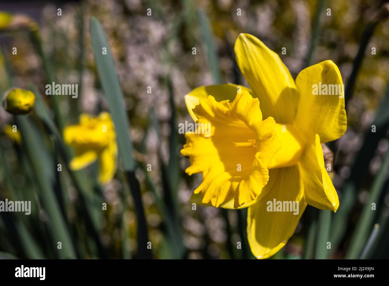 Narcissus 'Standard Value' Darcodil Division 1 Trompete Stockfoto