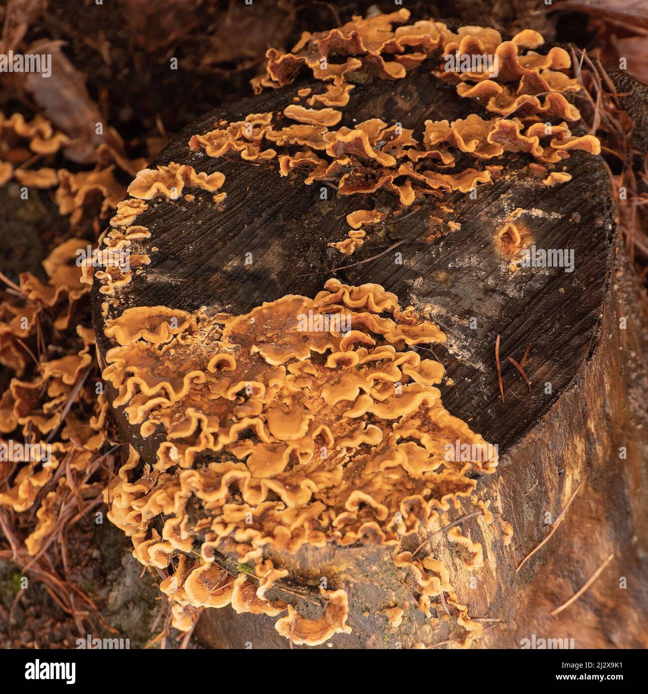 Waldschutt um einen orangefarbenen Bracket-Pilz besiedelte Baumstumpf aus nächster Nähe, mit herbstlichen Laub-Fallen auf Waldboden Stockfoto