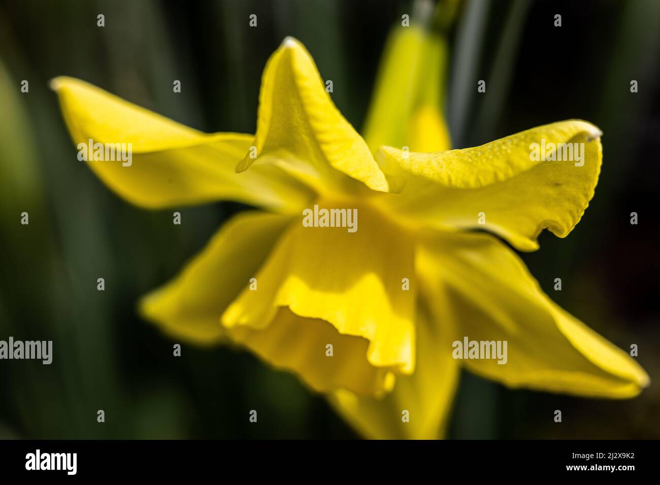 Narcissus 'Hillstar' AGM Daffodil Div 7 Jonquilla Stockfoto